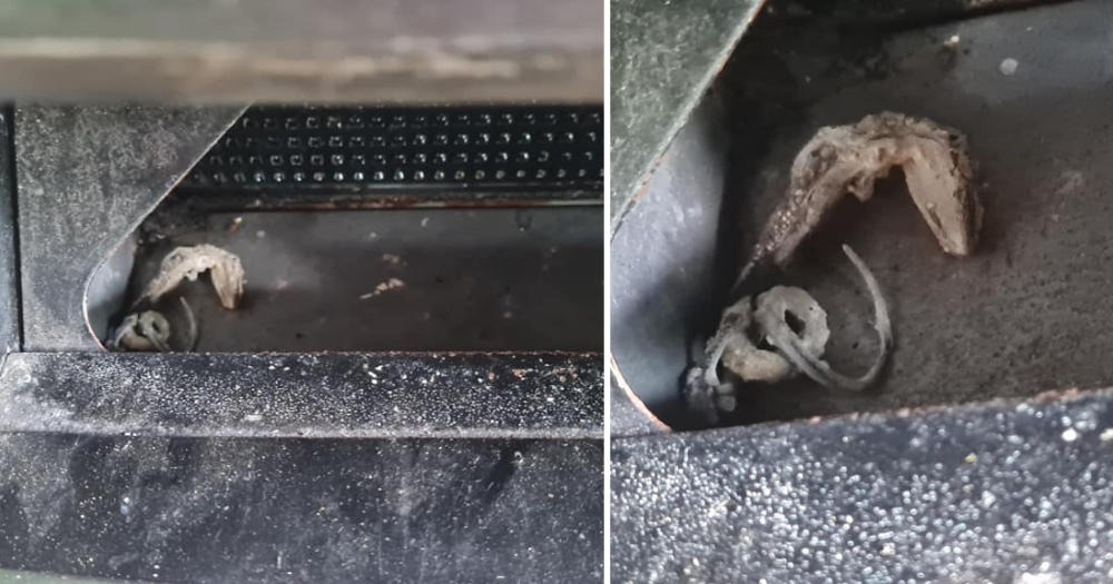 Jurong Bird Park visitor finds dead lizard in vending machine, says ...