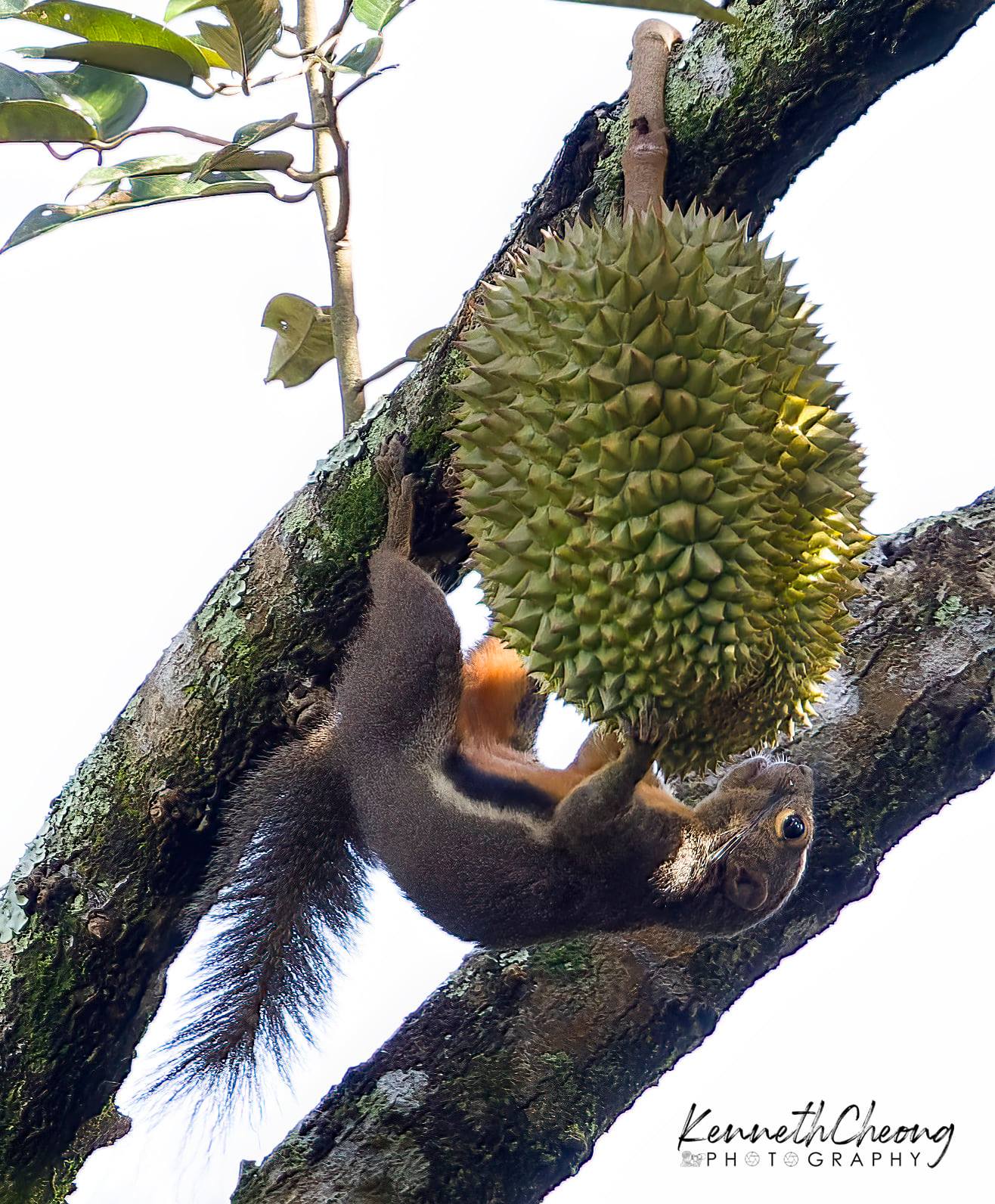 Squirrel dangling upside down, durian in hand