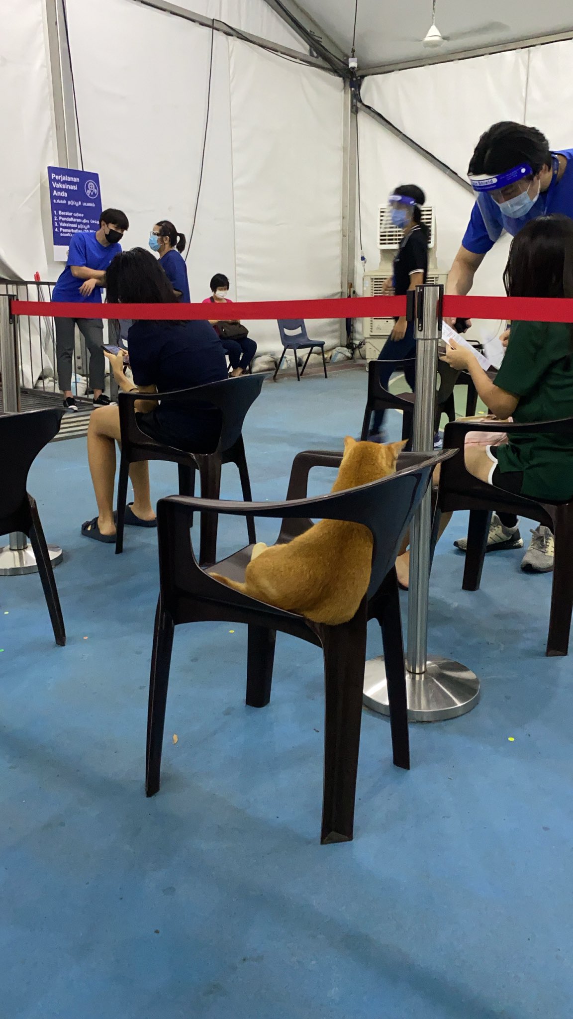 Cat Waits For Vaccination in Singapore