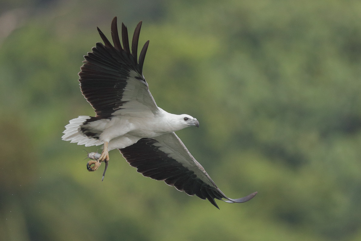 White-bellied Sea Eagle