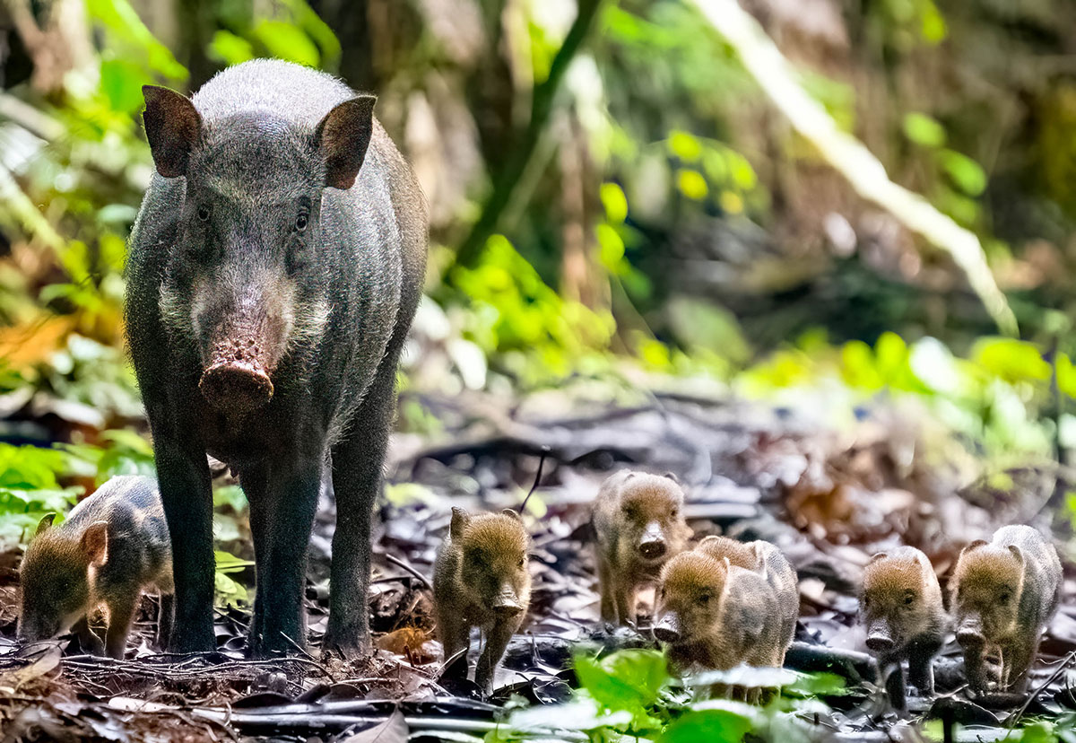 Woman crosses path with wild boar & 7 piglets in Thomson Nature Park -   - News from Singapore, Asia and around the world
