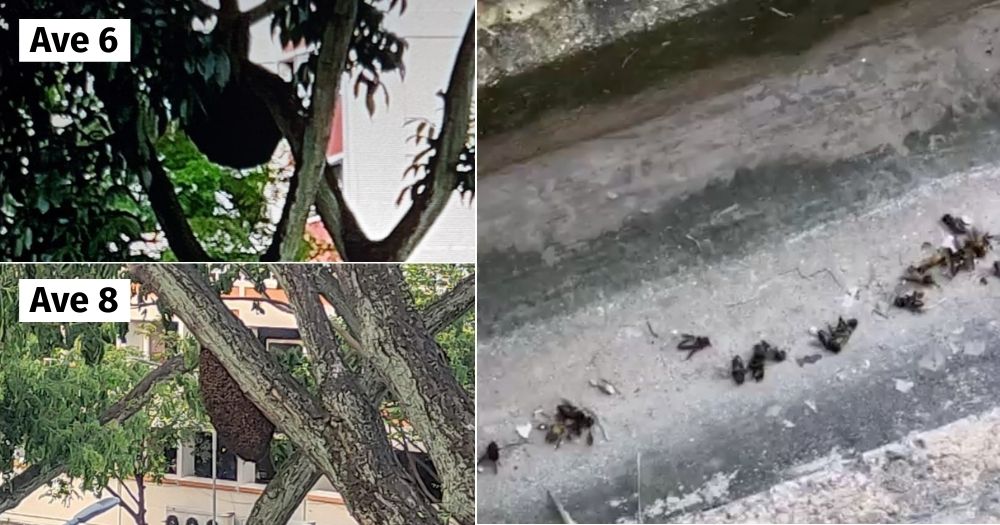 Bees exterminated by town council scattered in drain, on grass patch & road at Bukit Batok