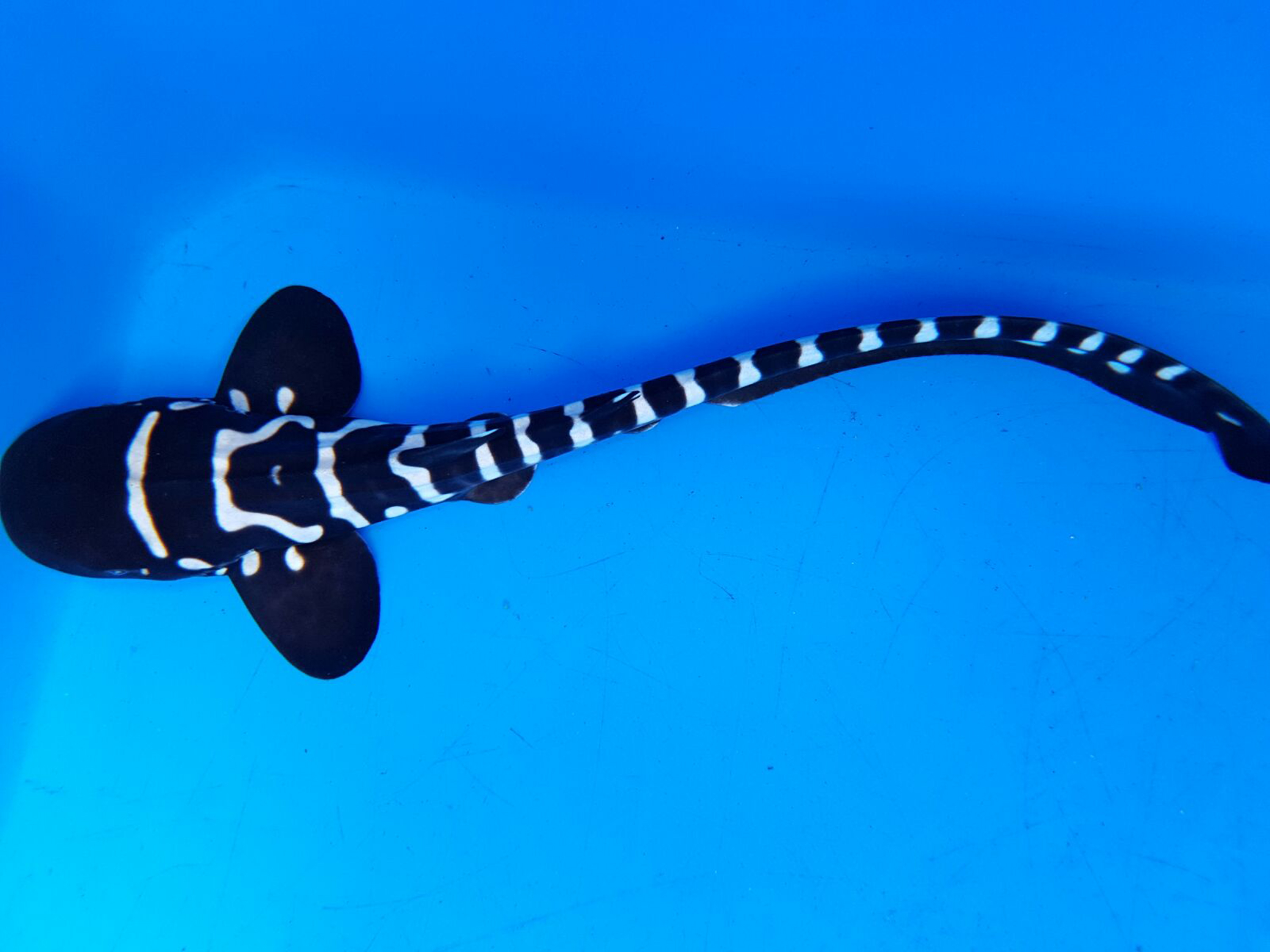 zebra shark photos