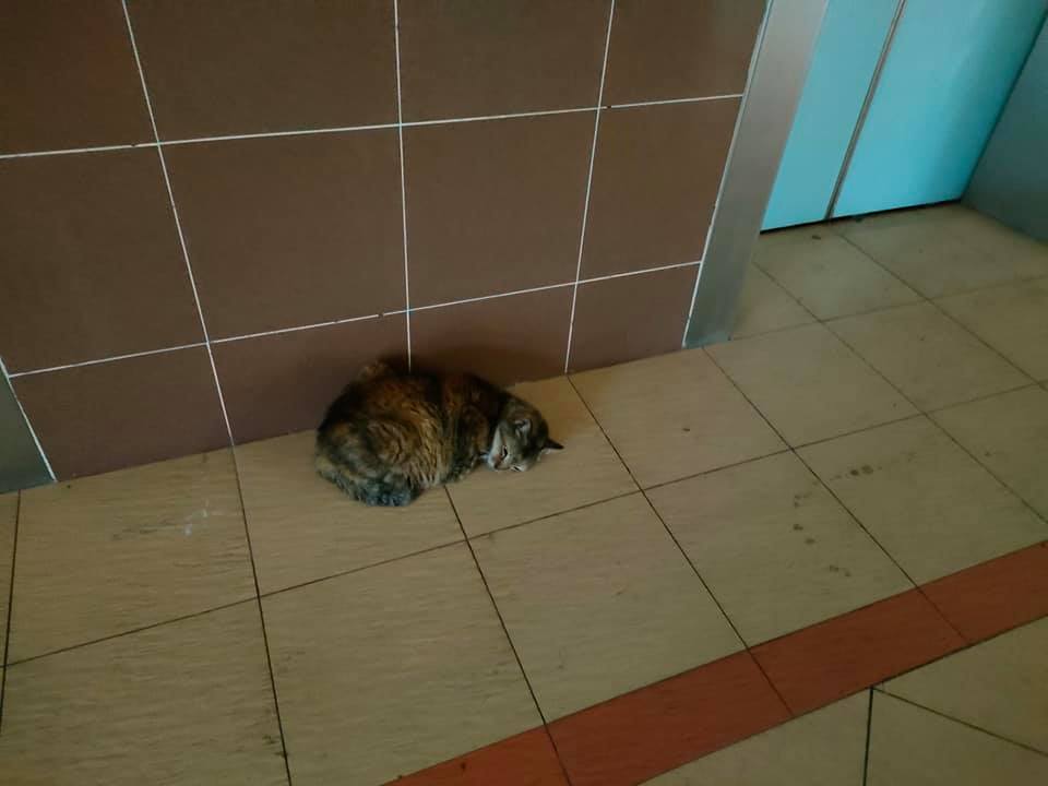 S'pore community cat's box & blanket thrown away, ends up sleeping on