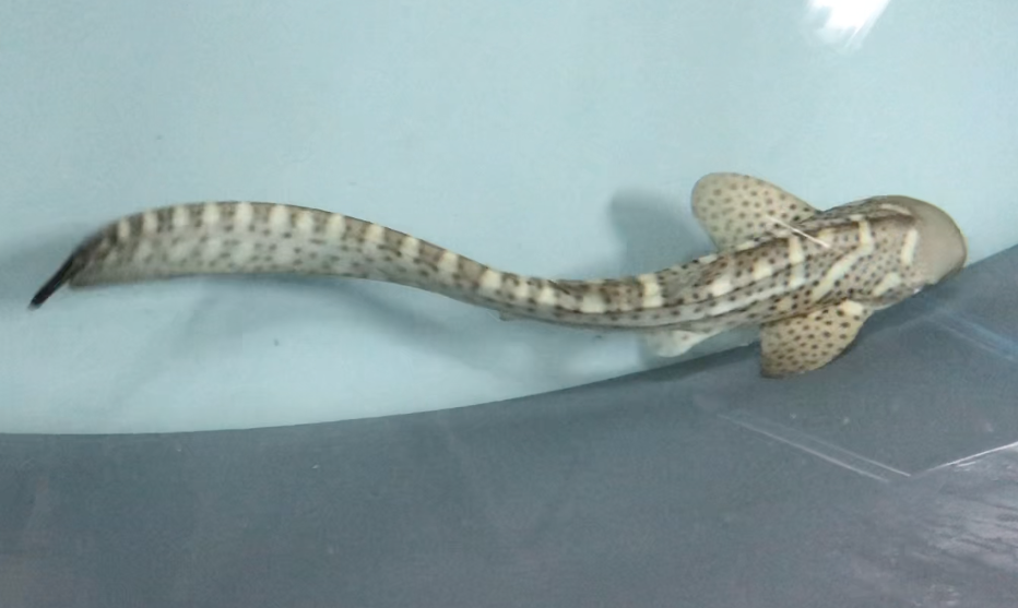 zebra shark asexual reproduction