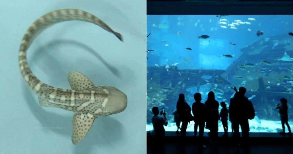 2 'miracle babies' at . Aquarium: Zebra sharks born asexually without  father  - News from Singapore, Asia and around the world