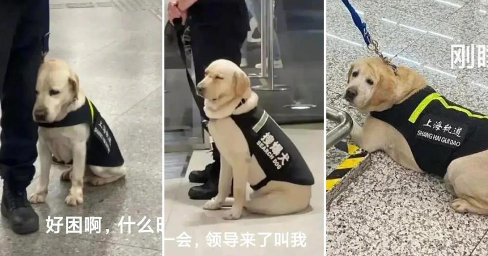 Sleepy service dog in Shanghai is mood of S'poreans returning to 