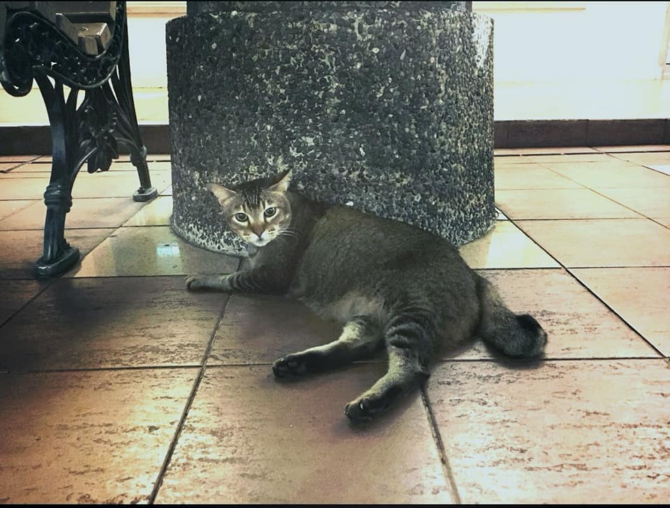 Senior Woodlands community cat with health issues ‘cries’ when removed from estate, feeders appeal for its return – Mothership.SG