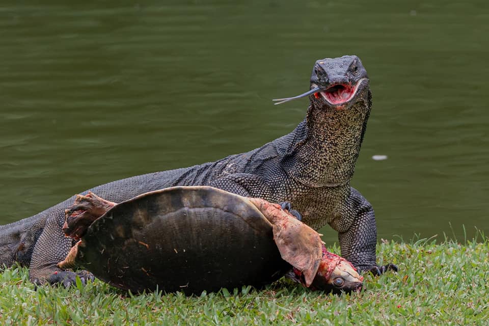 Monitor lizard chomps down on pig-nosed turtle in front of black swan at S'pore Botanic Gardens - Mothership.SG - News from Singapore, Asia and around the world