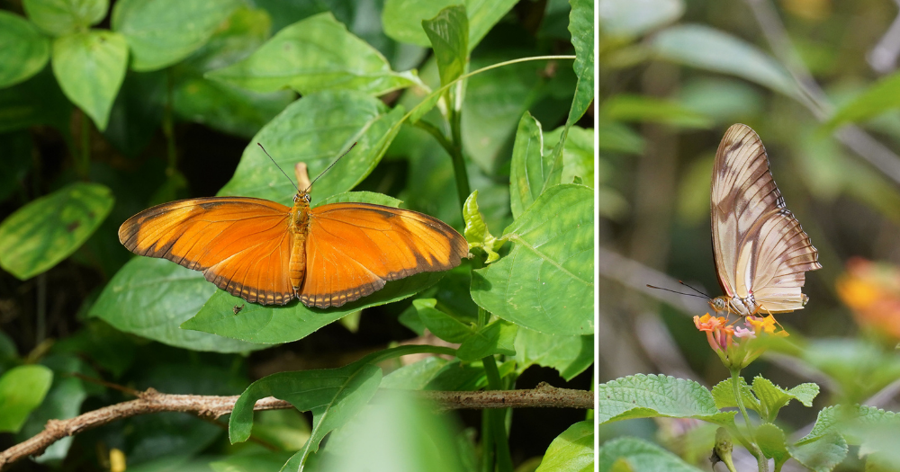 Photo of ¿Has visto a Julian?  Nature Society S’pore está buscando especies de mariposas introducidas – Mothership.SG