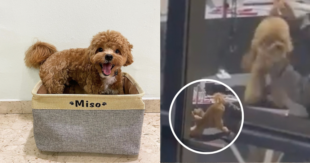 Dog groomer clarifies & apologises for letting poodle fall off table,  heartbroken poodle owners respond  - News from Singapore,  Asia and around the world