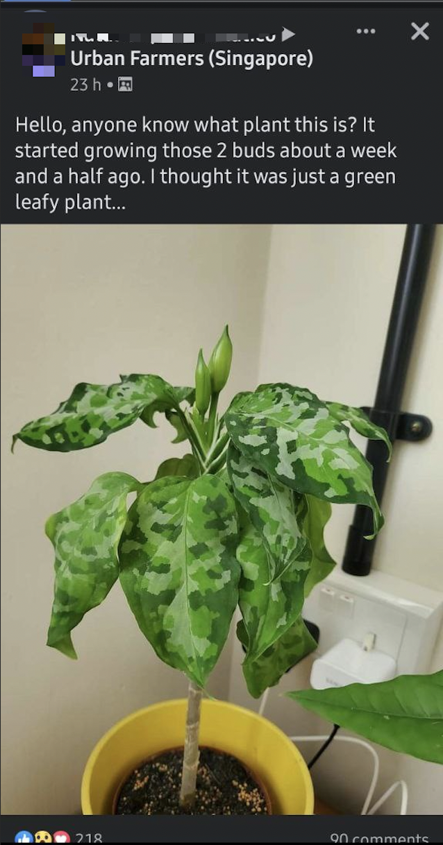 Woman in S'pore shares photo of her plant, gets quite a bit of ...