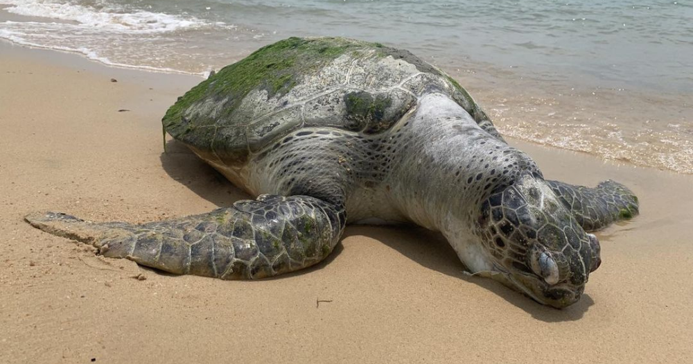 Decomposing carcass of endangered green turtle found along East Coast ...