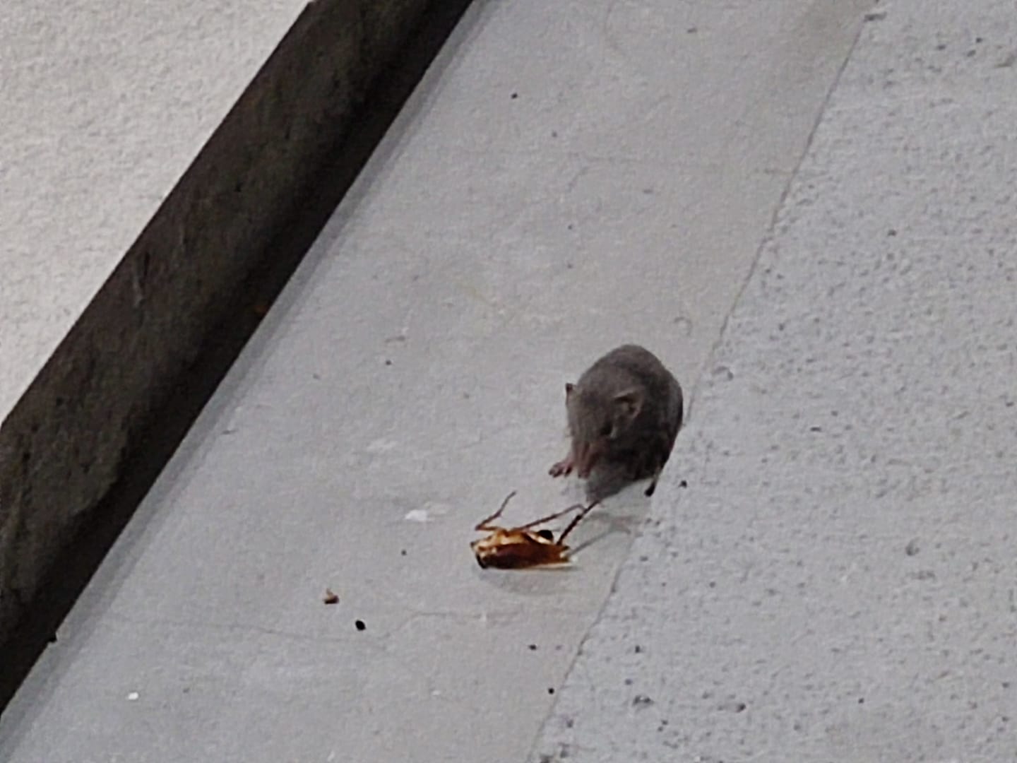 Shrew hunts down cockroach & bites its head off in brightly lit