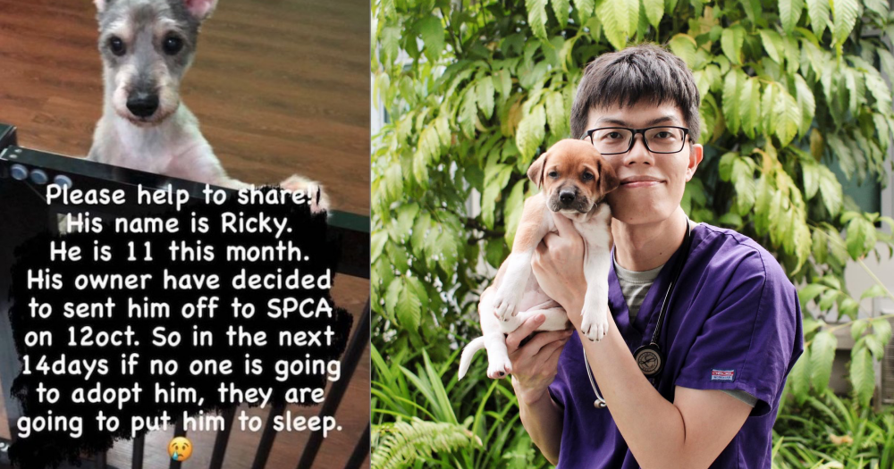 Vet slams fake info that SPCA S'pore euthanises animals that aren't adopted   - News from Singapore, Asia and around the world