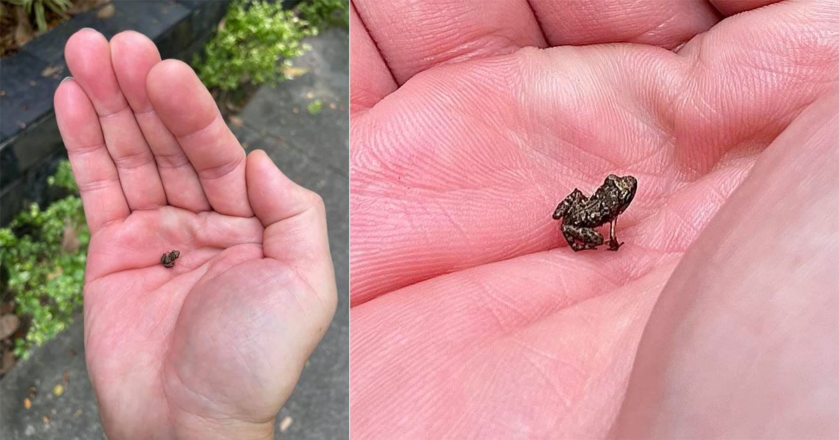 Man puzzled to find tiny frog less than 1cm along Orchard Road