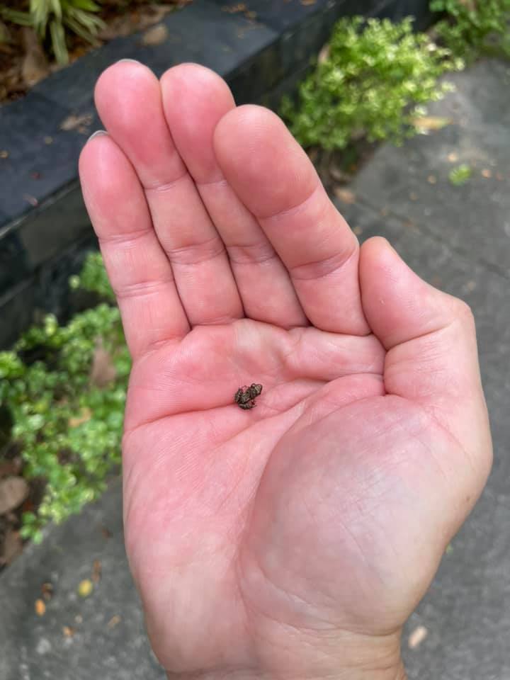 Man puzzled to find tiny frog less than 1cm along Orchard Road