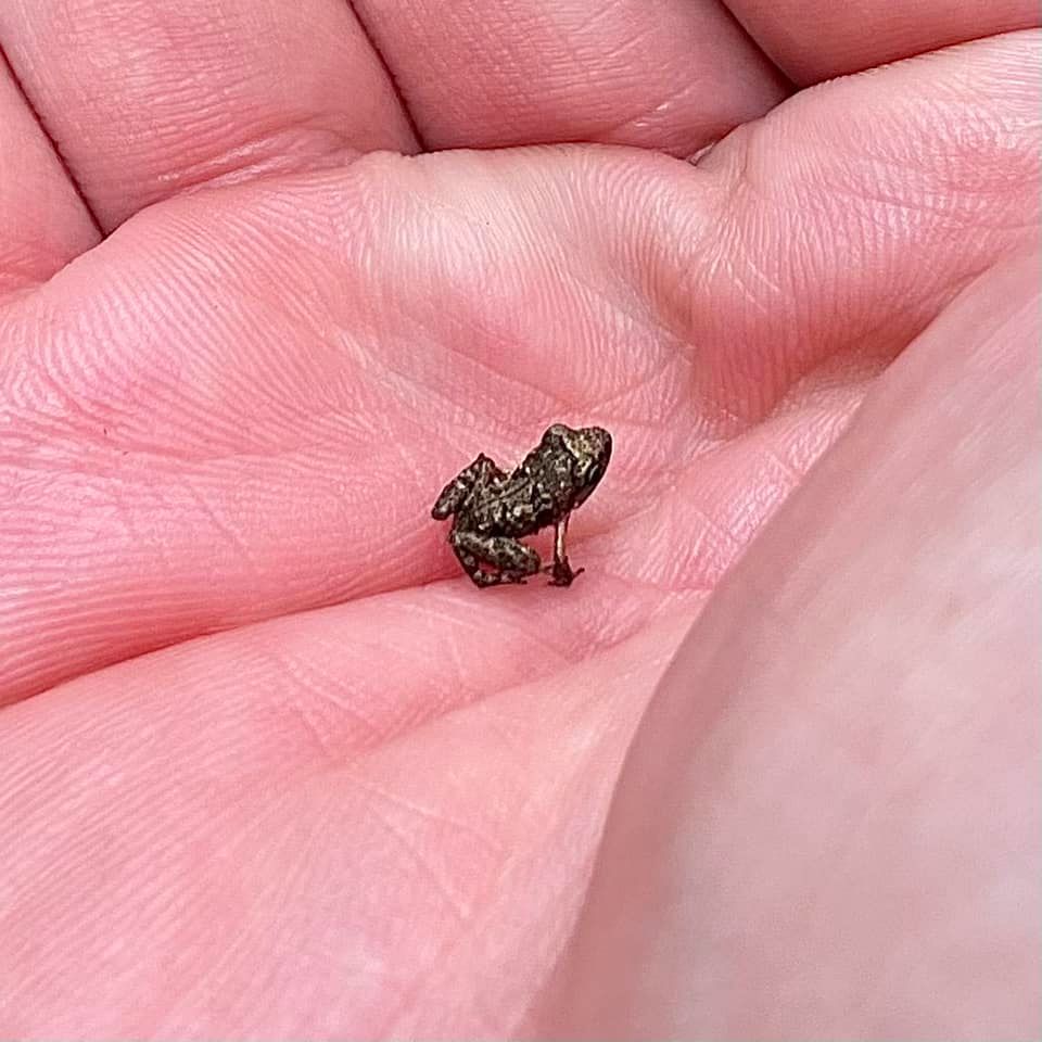 Man puzzled to find tiny frog less than 1cm along Orchard Road