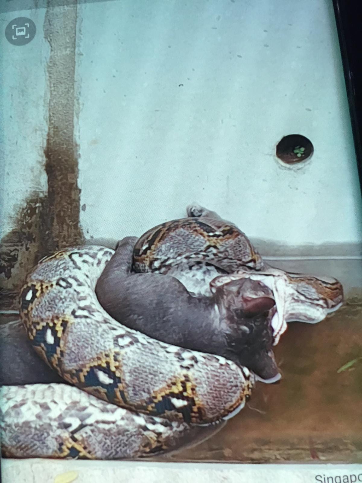 Python Eats Cat In Clementi