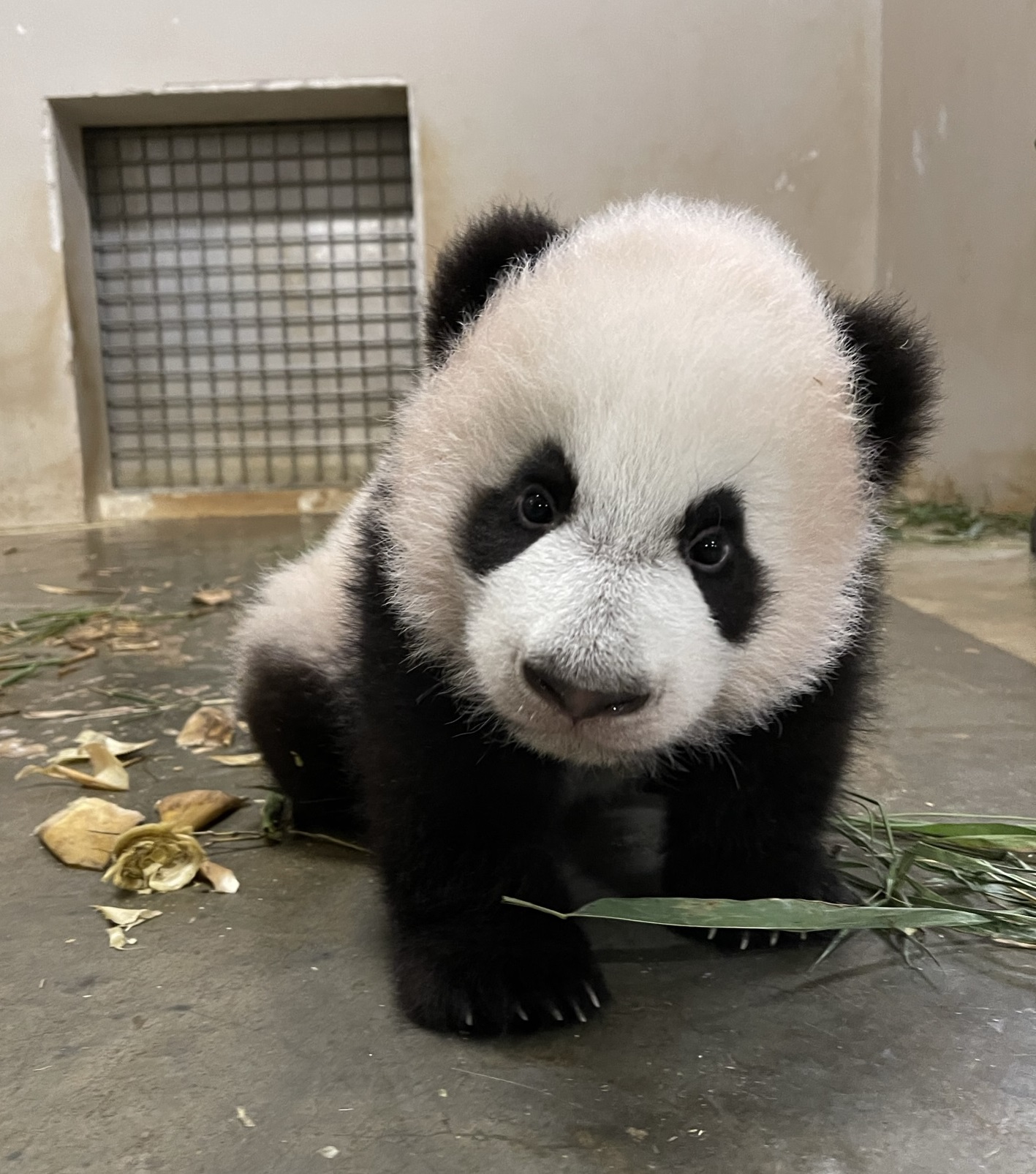 First panda cub in S'pore is called Lè Lè - Mothership.SG - News from