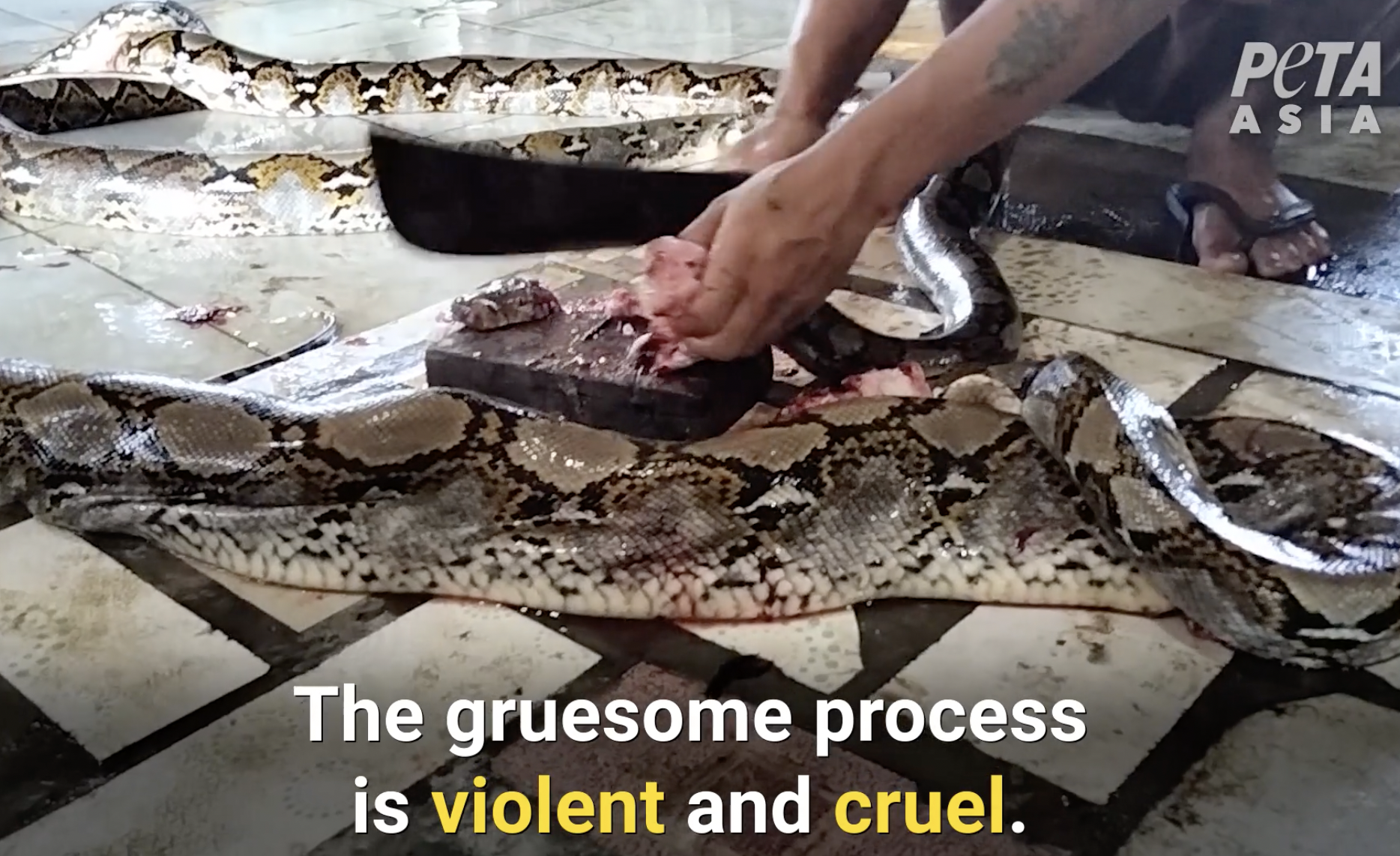 Louis Vuitton & Gucci sell products made from cruelly killed snakes &  lizards: animal rights group PETA -  - News from Singapore,  Asia and around the world