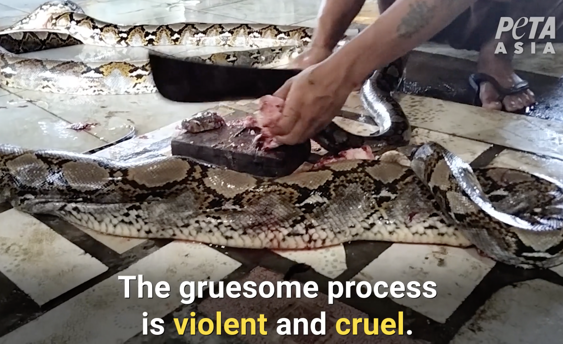 PETA 'Snake' Screams at Louis Vuitton