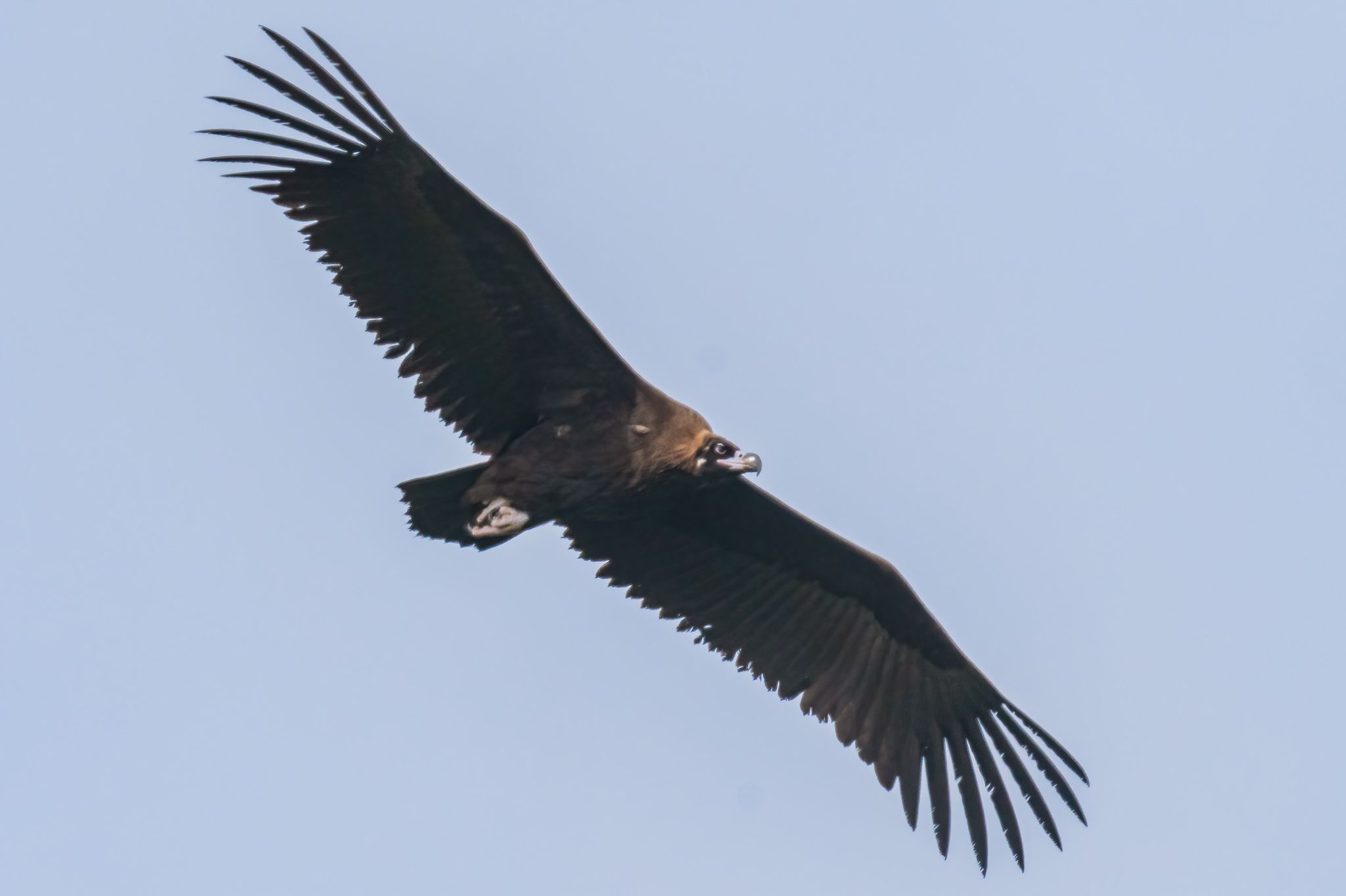 Never-seen-before Cinereous vulture & 5 Himalayan Griffon vultures ...