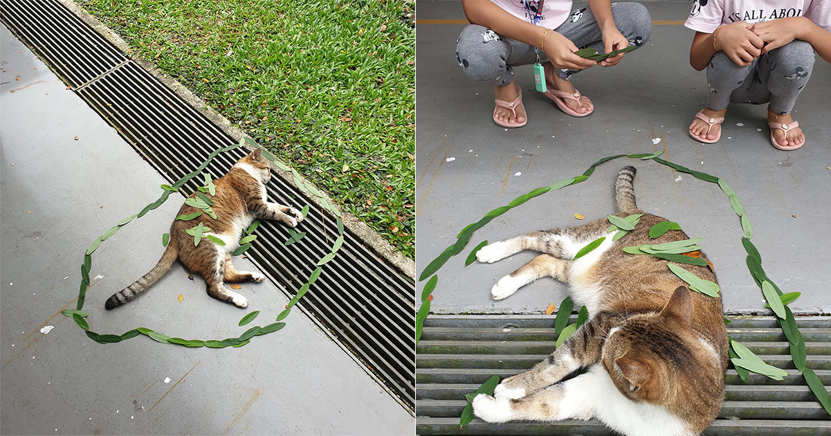 Woman shocked as S'pore community cat looked dead, but it was just calm as kids decorated it - - News from Singapore, Asia and around the world