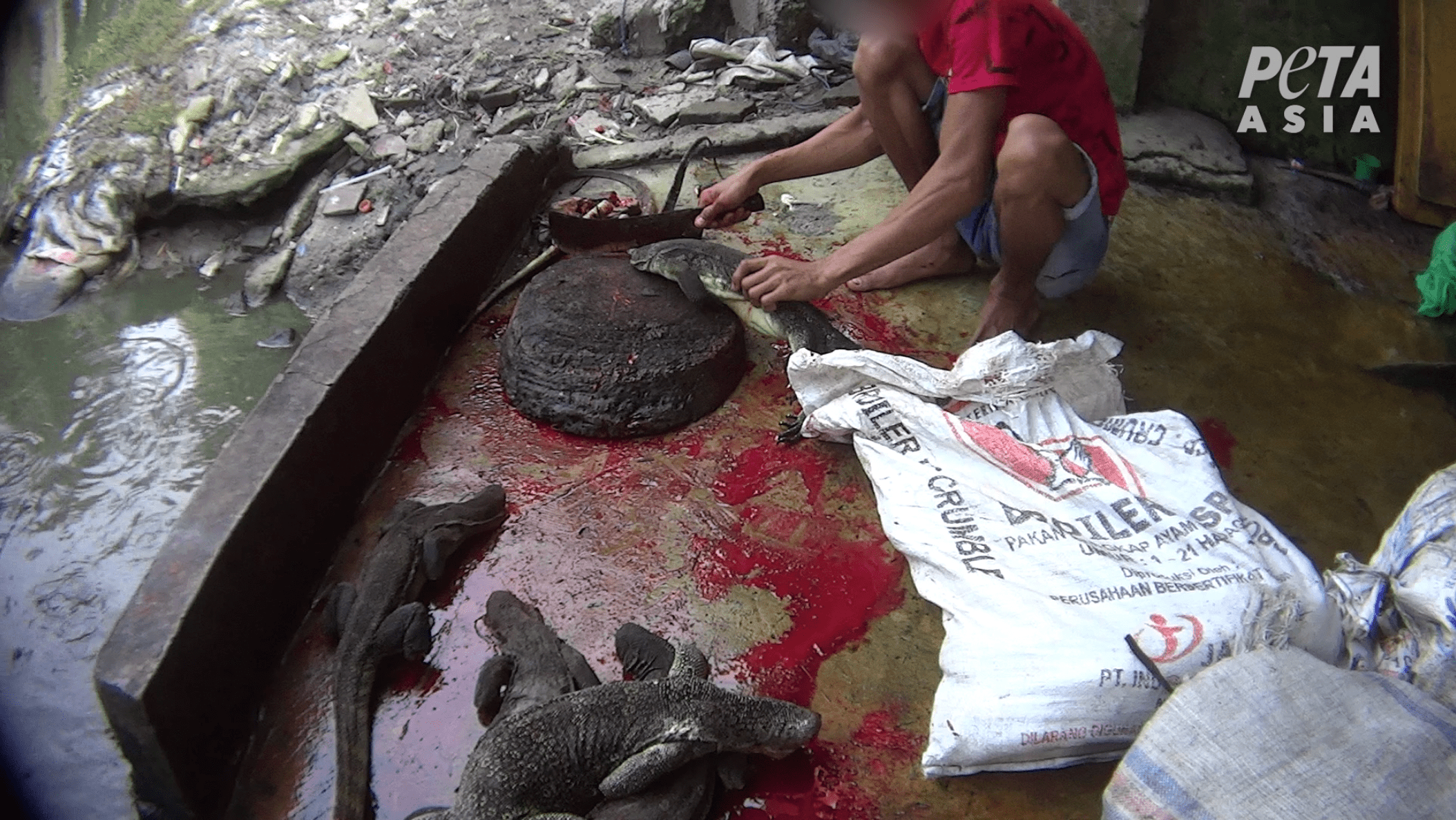 Photos from Indonesian slaughterhouse show snakes killed for luxury goods