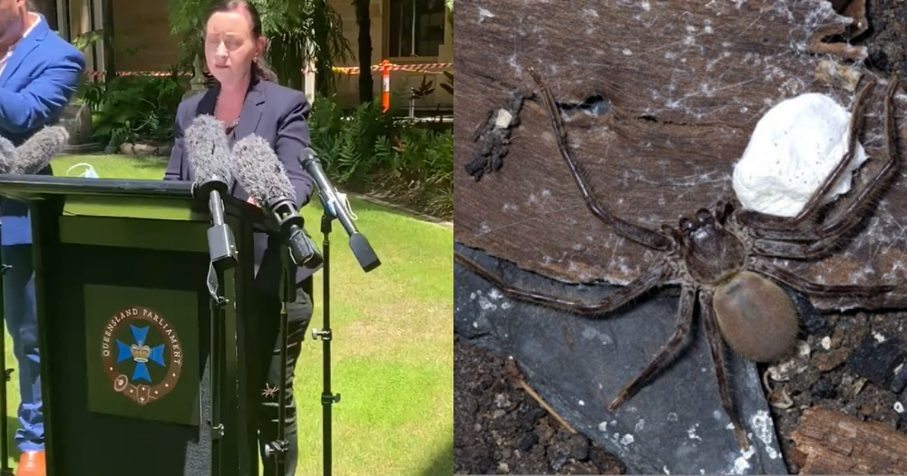 Nerve Senator Virksomhedsbeskrivelse Huntsman spider crawls on leg of Australian state health minister,  interrupting Covid-19 briefing - Mothership.SG - News from Singapore, Asia  and around the world