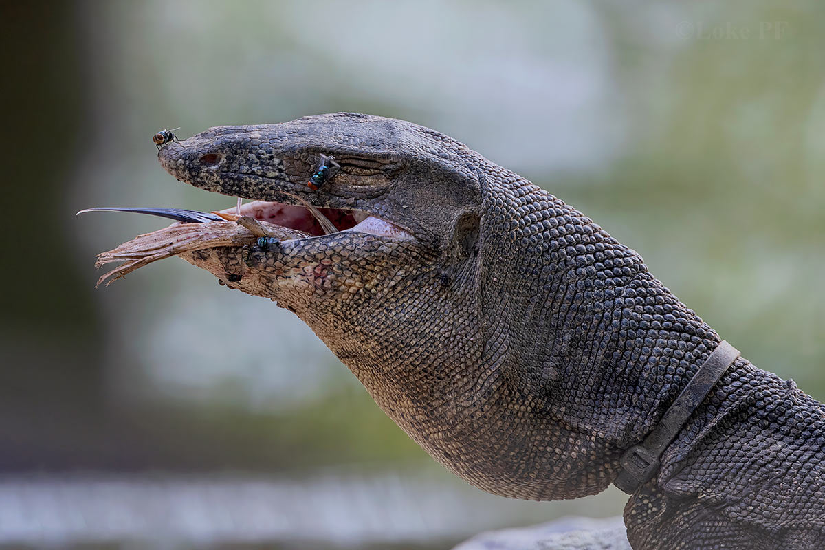 Monitor lizard in Sungei Buloh found with cable tie around its