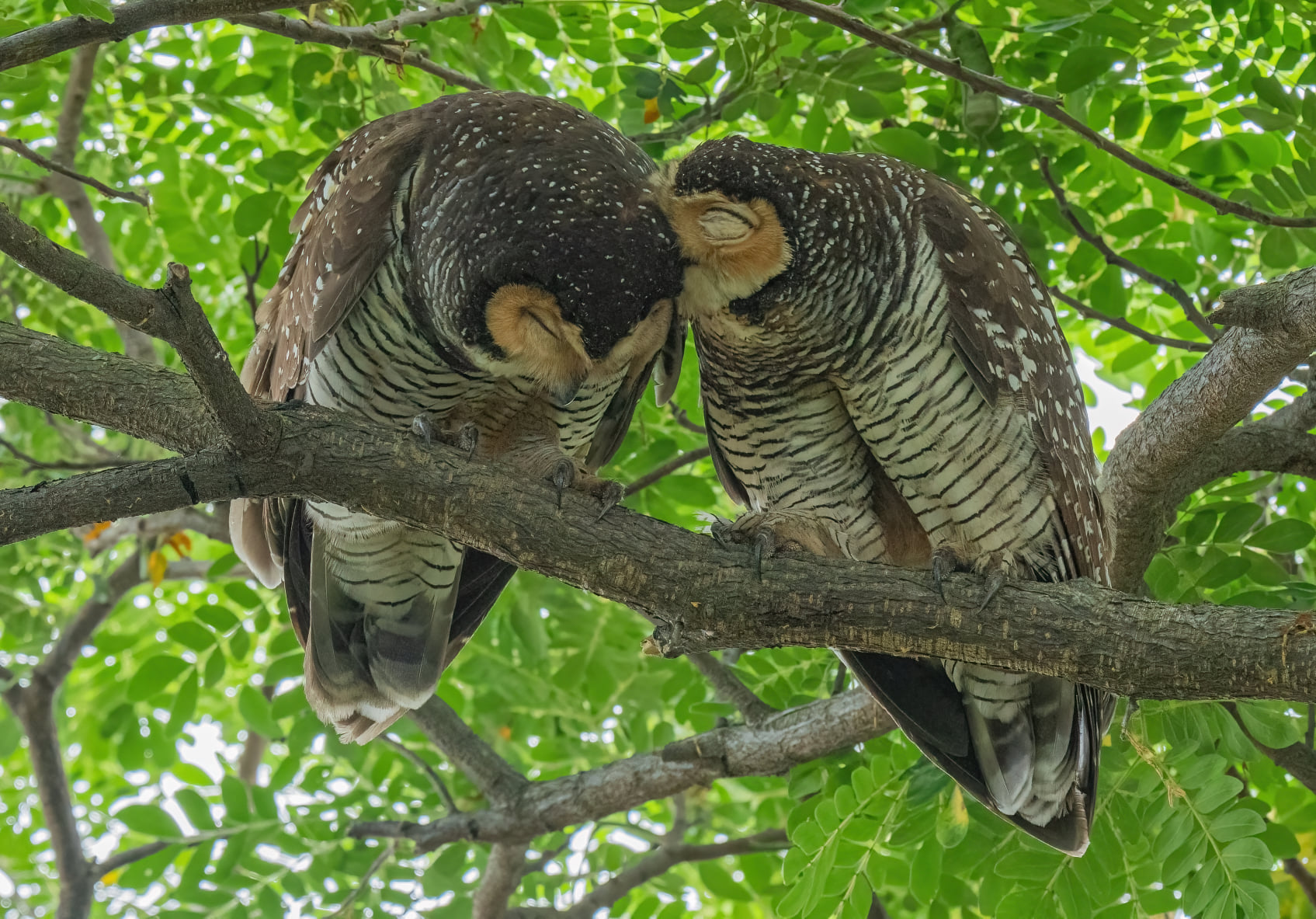 Spotted wood owls caught snuggling on camera at Pasir Ris Park -  Mothership.SG - News from Singapore, Asia and around the world