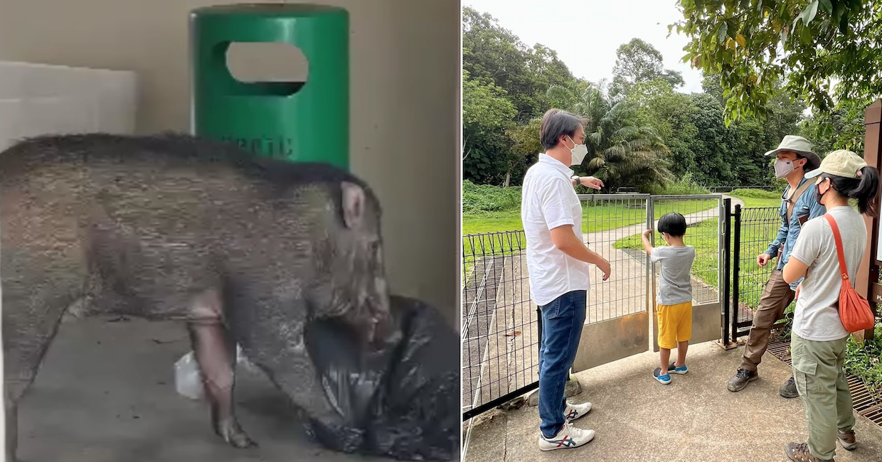 Wild boars suspected to have entered Bukit Panjang residential area via  damaged park gate  - News from Singapore, Asia and around  the world