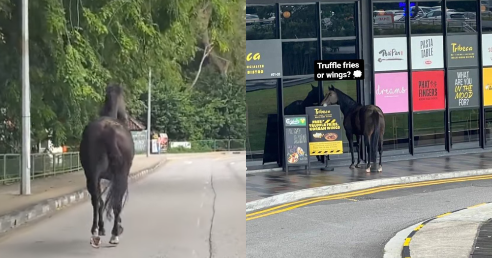 Black horse seen casually exploring Bukit Timah mall  - News  from Singapore, Asia and around the world