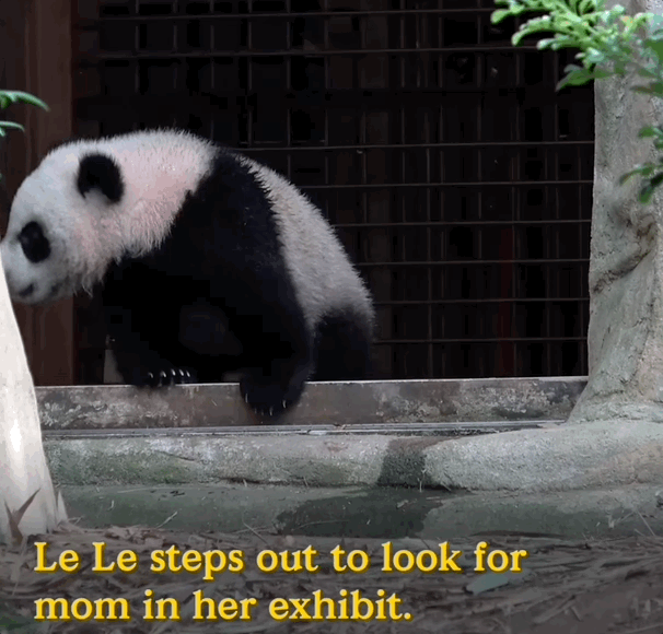 panda tantrum gif