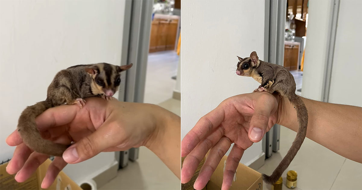 Sugar glider ends up in S'pore man's house, NParks picks it up -   - News from Singapore, Asia and around the world