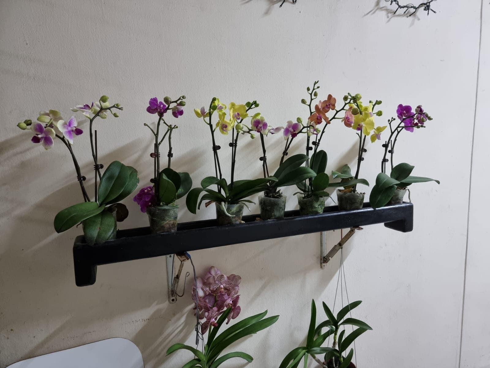 The orchids placed outside a HDB flat