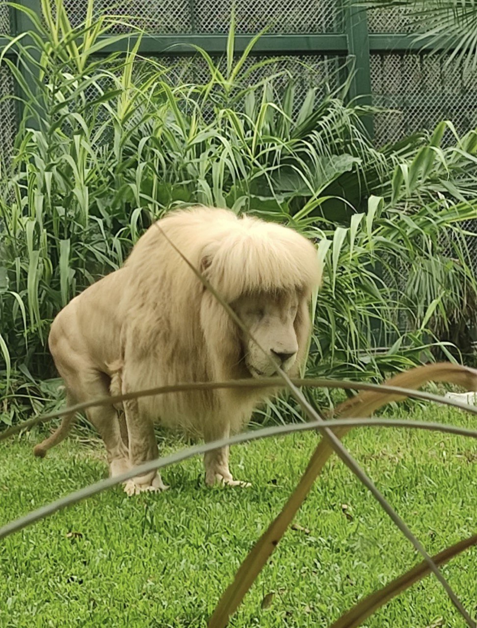 Lion in China zoo goes viral for fringe, zookeepers deny giving it haircut  - Mothership.SG - News from Singapore, Asia and around the world