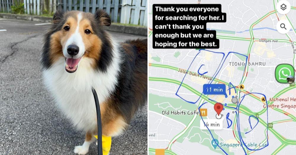 Shetland Sheepdog escapes from Telok Blangah animal hospital after surgery,  search ongoing  - News from Singapore, Asia and around the  world