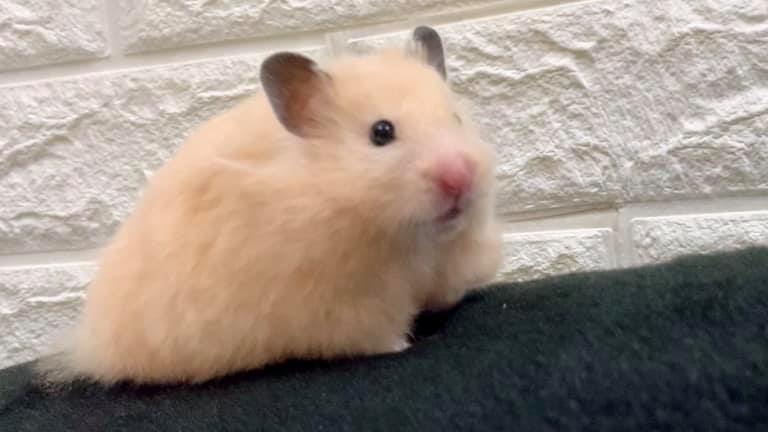 Sg] - Woman wanted to kill herself after her hamster died, now