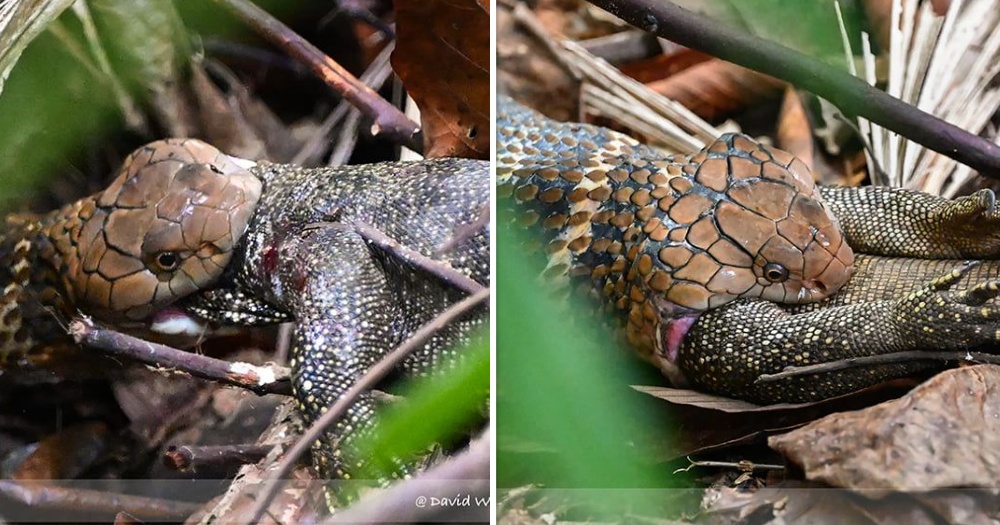 King cobra at Bukit Timah devours monitor lizard whole over 2 hours -   - News from Singapore, Asia and around the world