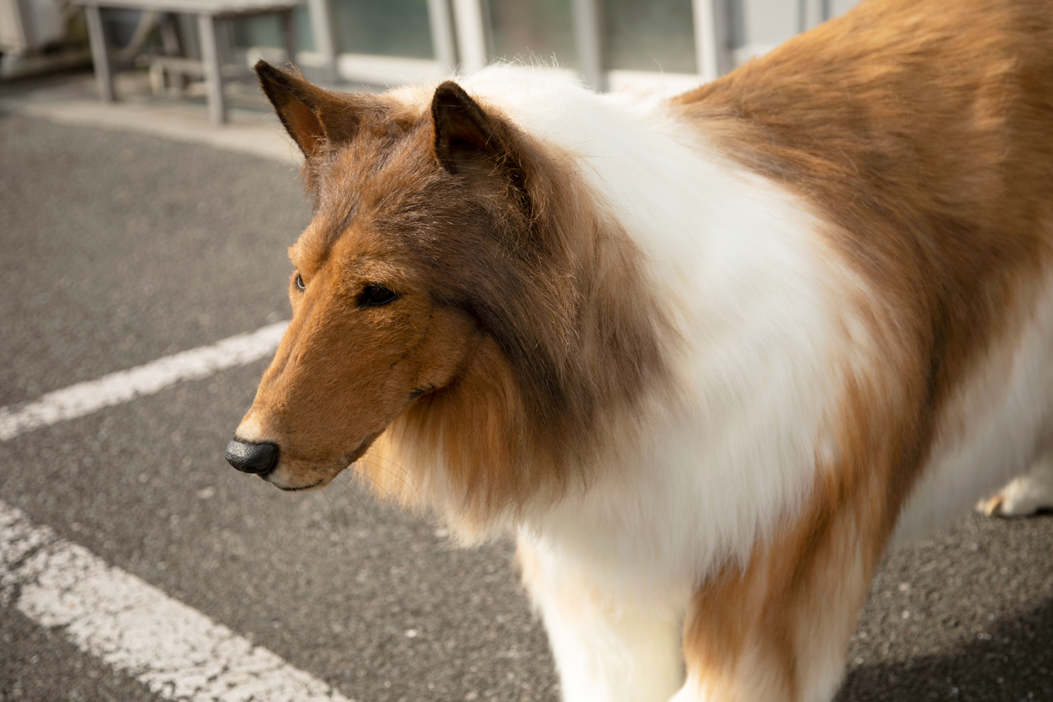 Japanese Man Spends S 21 600 On Super Realistic Dog Costume So He Can   Costume Dog04 1536x1024 1 