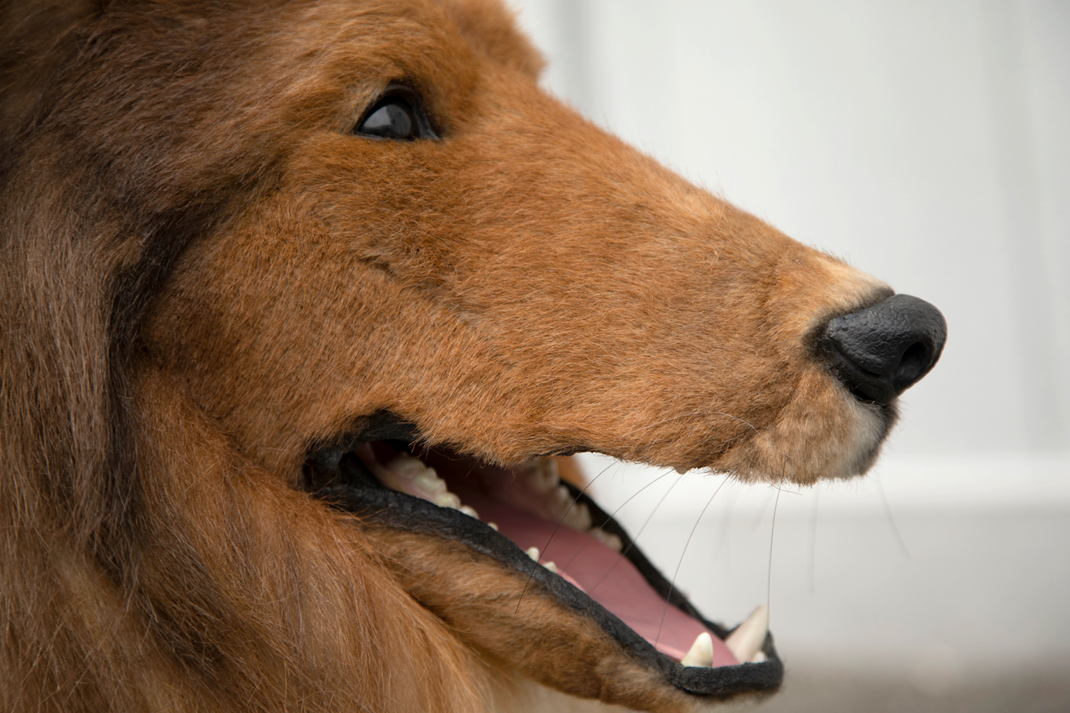 Japanese r shocks public with hyperrealistic dog costume