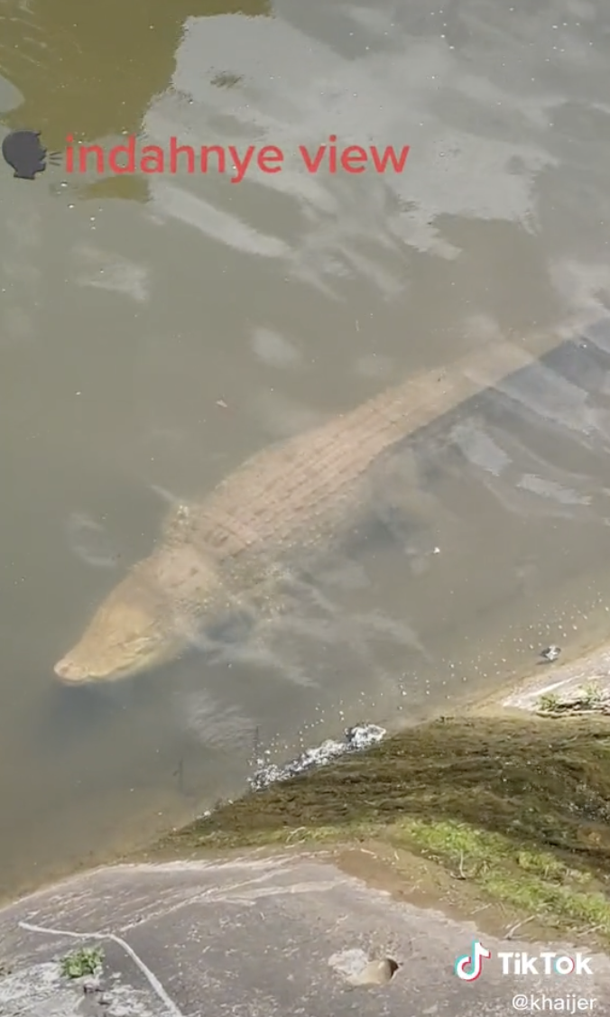 Crocodile basks in sun in Choa Chu Kang canal while still as a floating ...