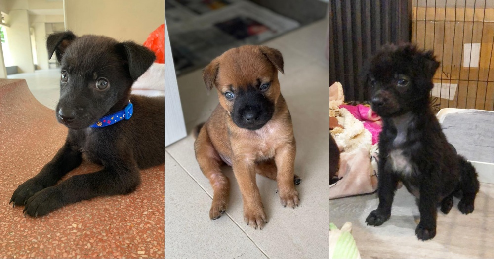6 Puppies Dogs Up For Adoption In S