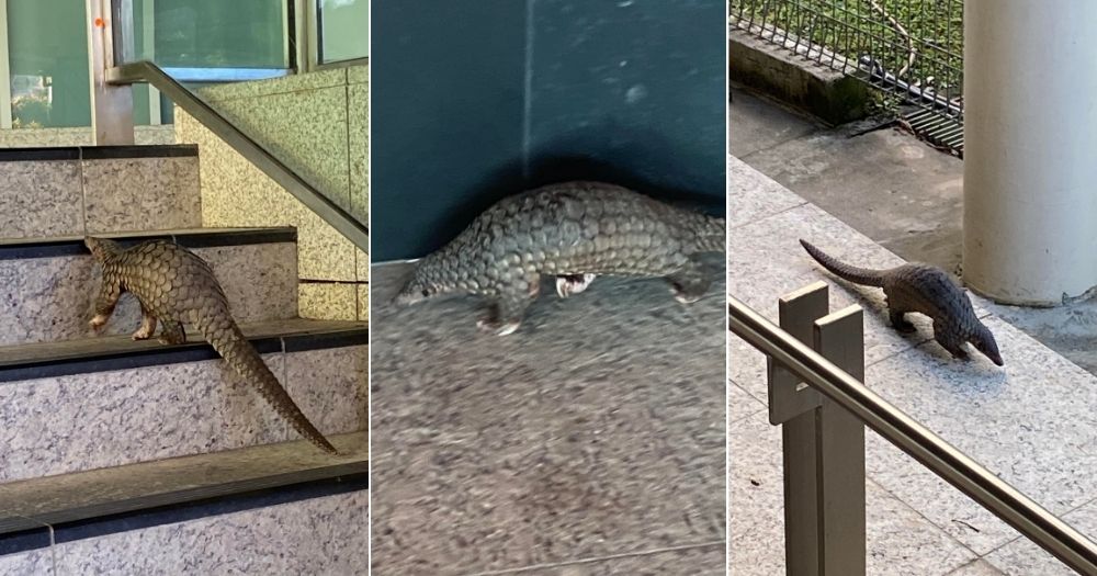 Passers-by carefully guide lost pangolin at MRT station near Bukit Timah back to the wild
