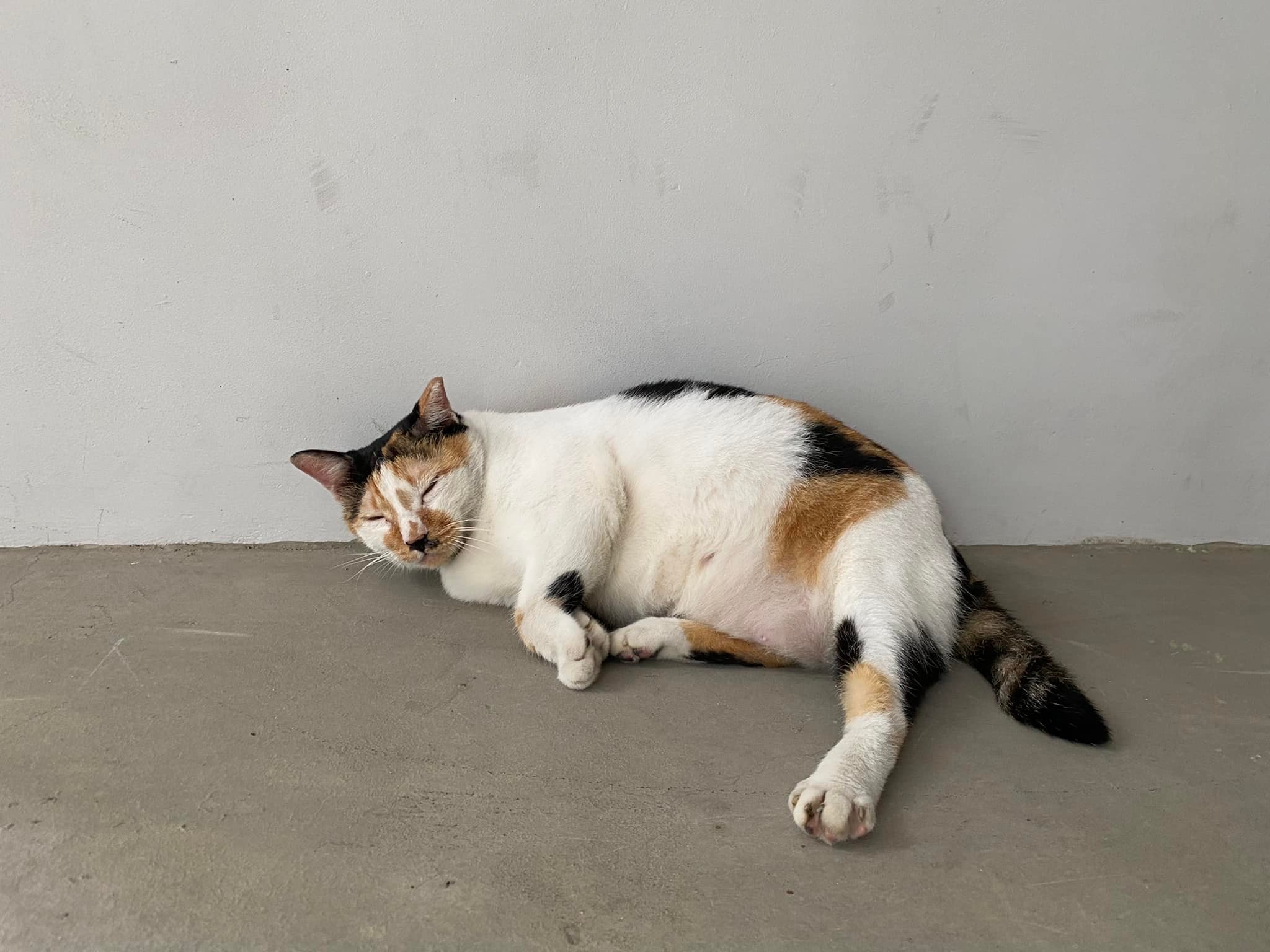 Chonky calico cat in Woodlands shares mattress & meal with cat friend -   - News from Singapore, Asia and around the world