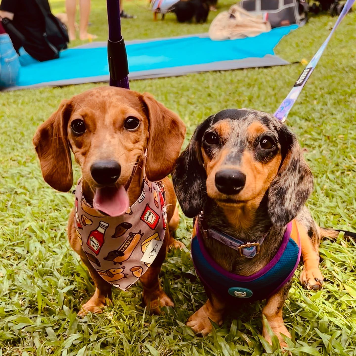 Over 100 Dachshunds at S'pore Botanic Gardens for International Doxie