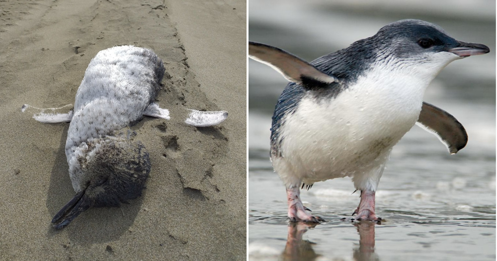 Hundreds of Little Blue Penguins Are Washing Up Dead in New