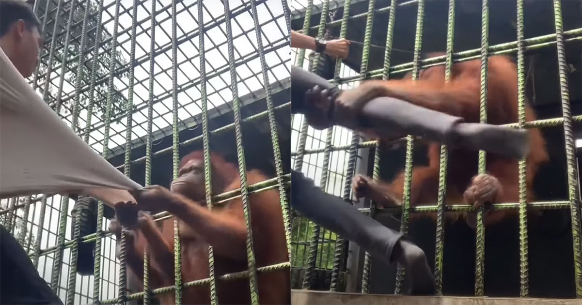 Orangutan di Kebun Binatang Indonesia menahan pria yang menyerang propertinya untuk merekam video TikTok – Mothership.SG